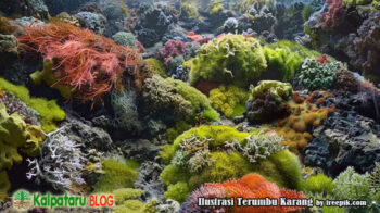 keindahan terumbu karang raja ampat