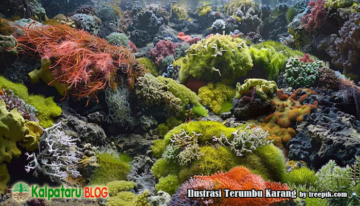 keindahan terumbu karang raja ampat