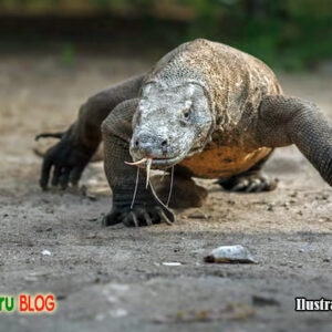 komodo predator purba dari flores