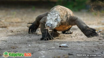 komodo predator purba dari flores