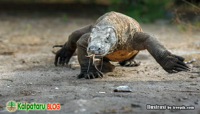 komodo predator purba dari flores