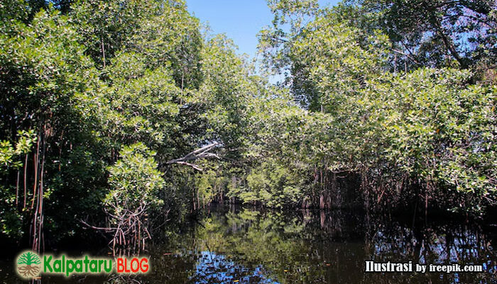 mangrove untuk masa depan pantai