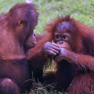 orangutan di hutan kalimantan