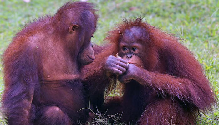 orangutan di hutan kalimantan